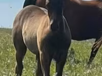 At, Quarter Horse — foto 4