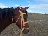 Mare, Karabakh horse — photo 3