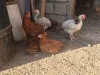 Chickens — foto 4