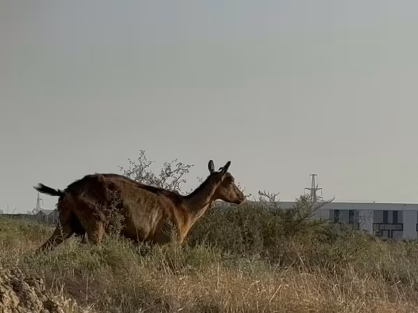गाय, मवेशी