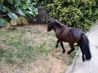 公马, Shetland Pony — 照片 7