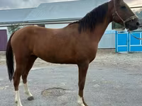 Kůň, Koně — foto 3
