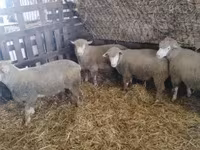 Baran, Ile-de-France sheep — zdjęcie 5