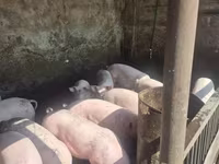 Boar, Pigs — photo 3