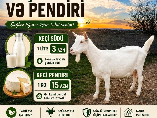 Keçi südü pendiri satılır Təbii və təzə keçi südü və pendiri