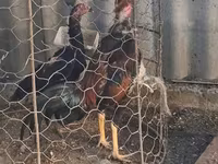 Chickens — foto 2