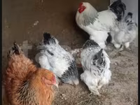 Brahma — foto 2