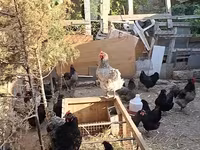 Australorp — photo 3