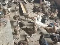 Ducks — Foto 3