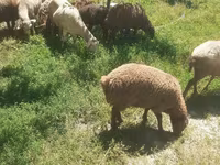 Qoyun, Karakul sheep — foto 2