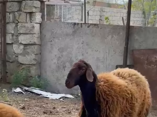 Qoç, Qoyunlar