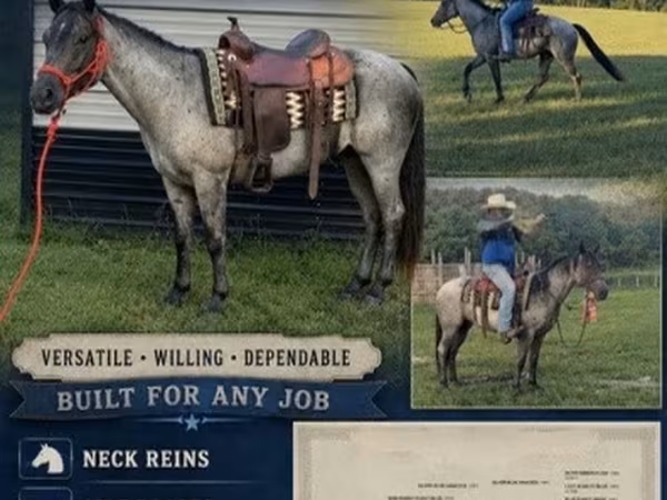 Horse (M), Quarter Horse