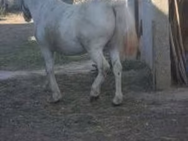 Égua, Cavalos