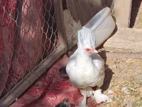 Chickens — photo 5