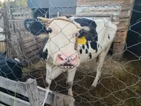 Vaca, Bovinos — foto 3