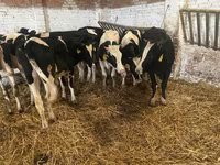 بقرة, Russian Black pied cattle — الصورة 5