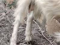 Cabra, Cabras — foto 5