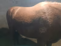 فرس, Budyonny horse — الصورة 1