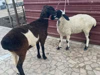 Sheep (batch, sex not specified), Sheep — photo 4