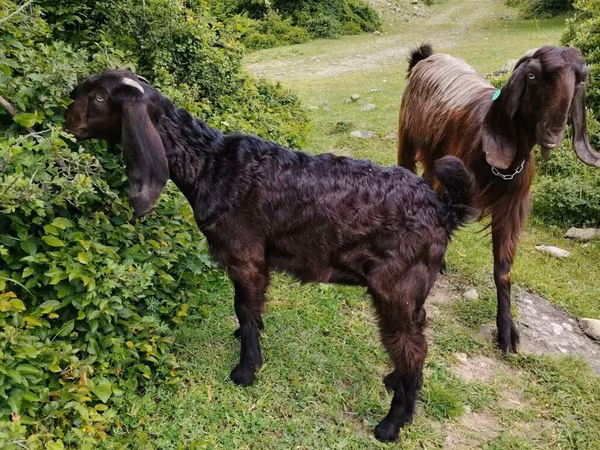 Billy Goat, Damask goat