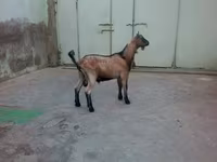 Cabro, Cabras — foto 3