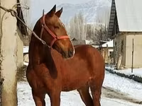 At, Karabair horse — foto 6