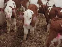Toro, Simmental cattle — foto 6