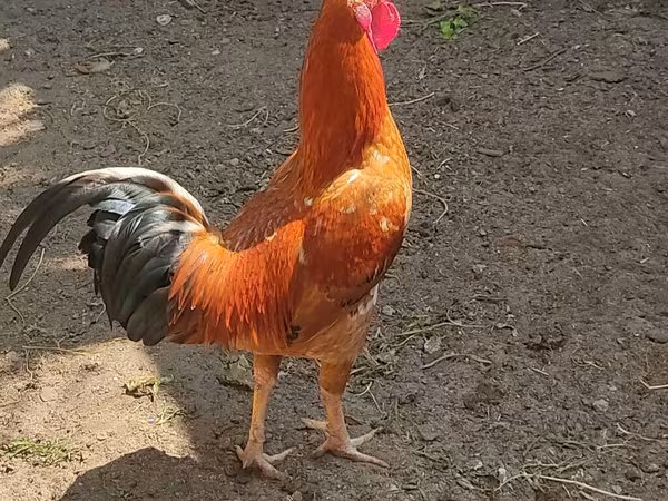 Chickens — Azərbaycan