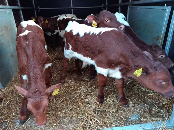 मवेशी (लॉट, लिंग निर्दिष्ट नहीं), Simmental cattle