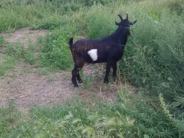 Cabro, Cabras