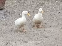 Alman Pekin — foto 8