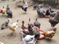 Chickens — الصورة 5