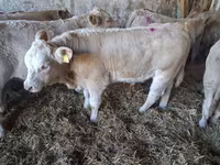 Býk, Charolais cattle — foto 6