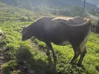 İnək, Simmental cattle — foto 4