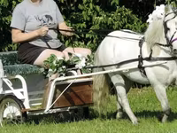 Horse (M), Miniature horse — photo 3