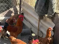 Chickens — الصورة 2