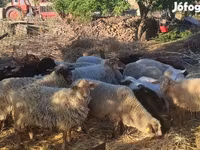 Owce (partia, płeć nieokreślona), Dorper sheep — zdjęcie 1