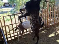 Keçi, Beetal goats — foto 5