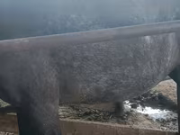 فرس, الخيول — الصورة 3