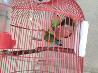 Məhsul: Qırmızı asma quş qəfəsi aksesuarlar, 1 cut popuqaylar lovebird — foto 3
