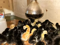 Chickens — foto 2