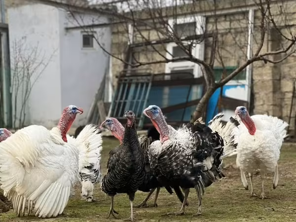 Geniş Sinəli Ağ