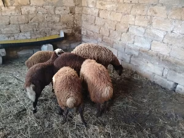 Sheep (batch, sex not specified), Sheep