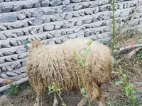 Qoç, Qoyunlar — foto 7