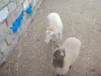 Sheep, Sheep — photo 3