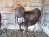 Cow, Simmental cattle — photo 6
