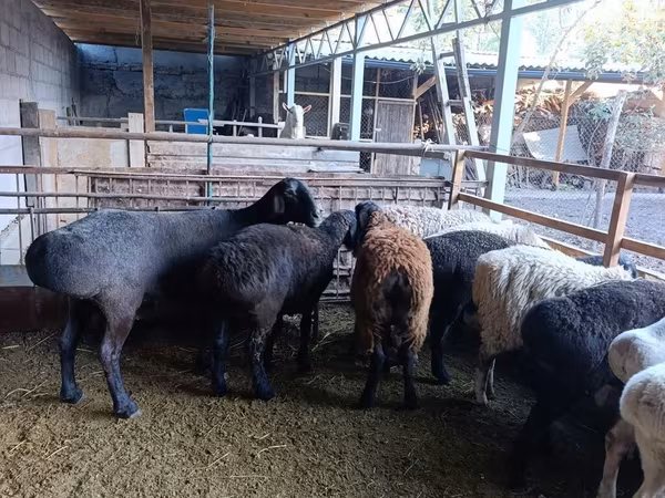 Ovce, Rhon sheep