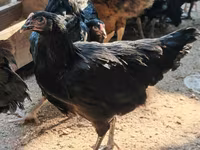 Australorp — photo 2