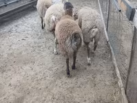 Ram, Sheep — photo 7