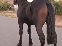 घोड़ा, Friesian — फ़ोटो 3